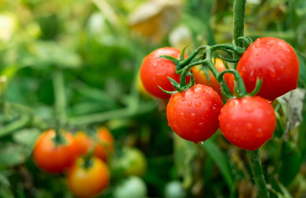 Foto: Shutterstock.com