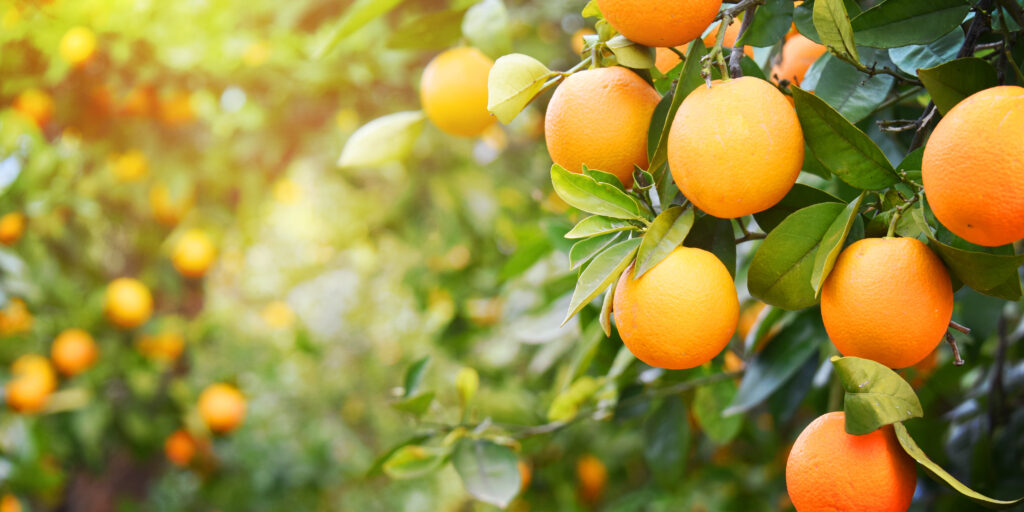 Foto: Shutterstock.com