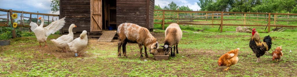 Foto: Shutterstock.com