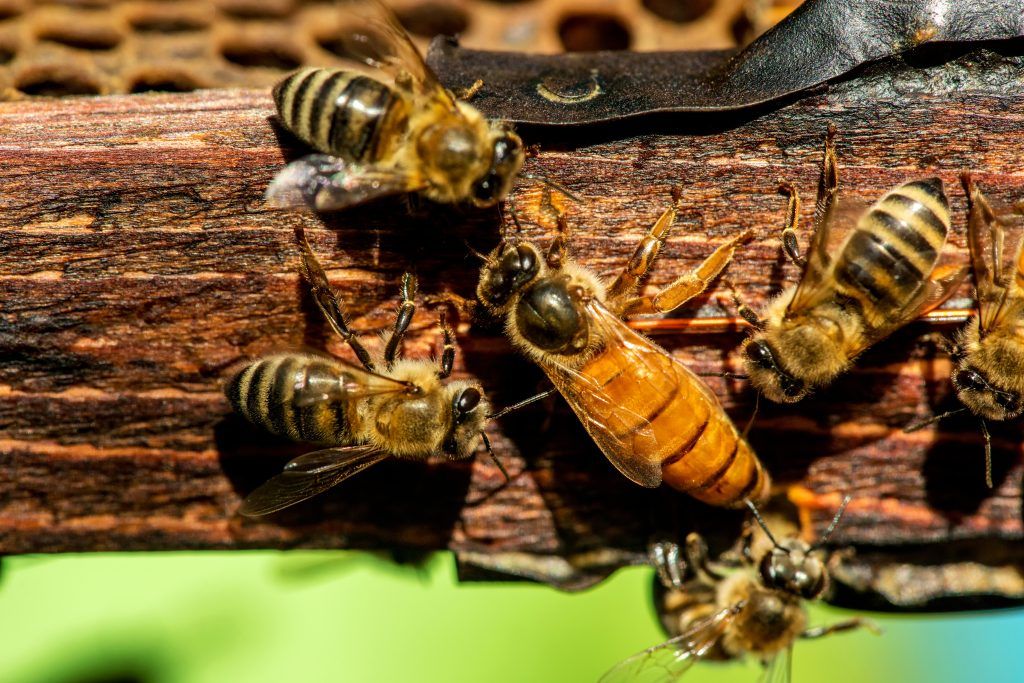Foto: Shutterstock.com