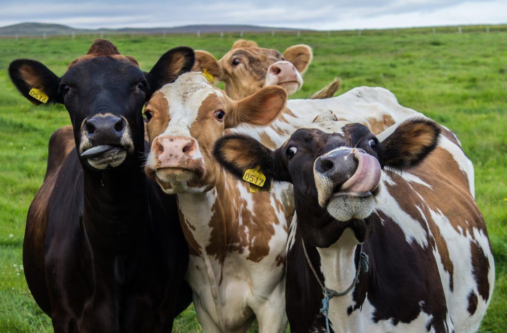 Foto: Shutterstock.com
