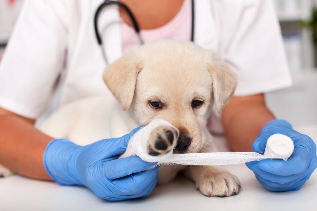 Foto: Shutterstock.com