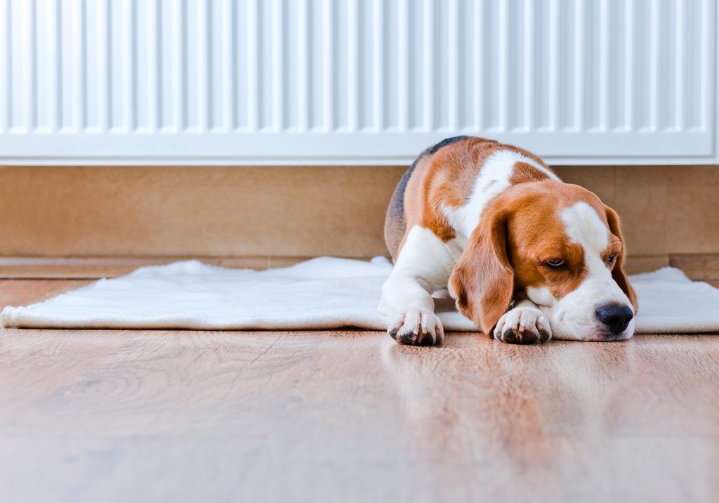 Foto: Shutterstock.com