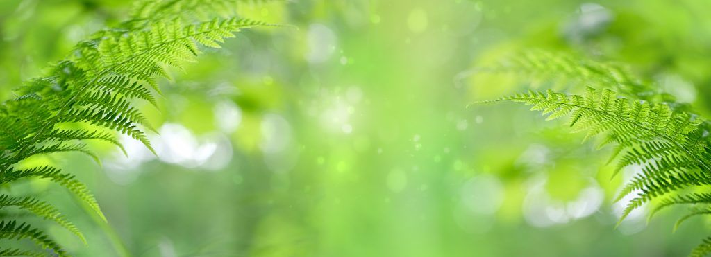 Foto: Shutterstock.com