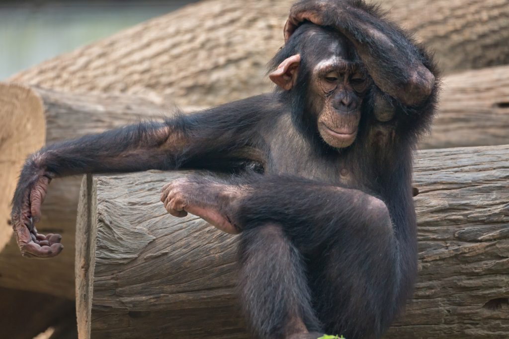 Foto: Shutterstock.com