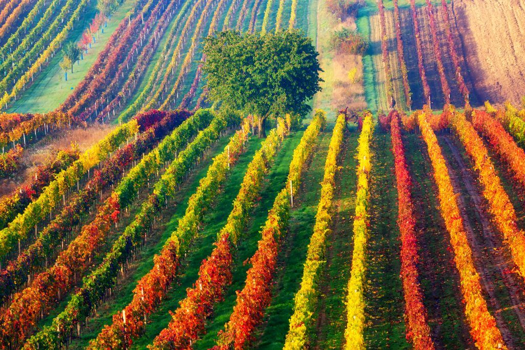 Foto: Shutterstock.com