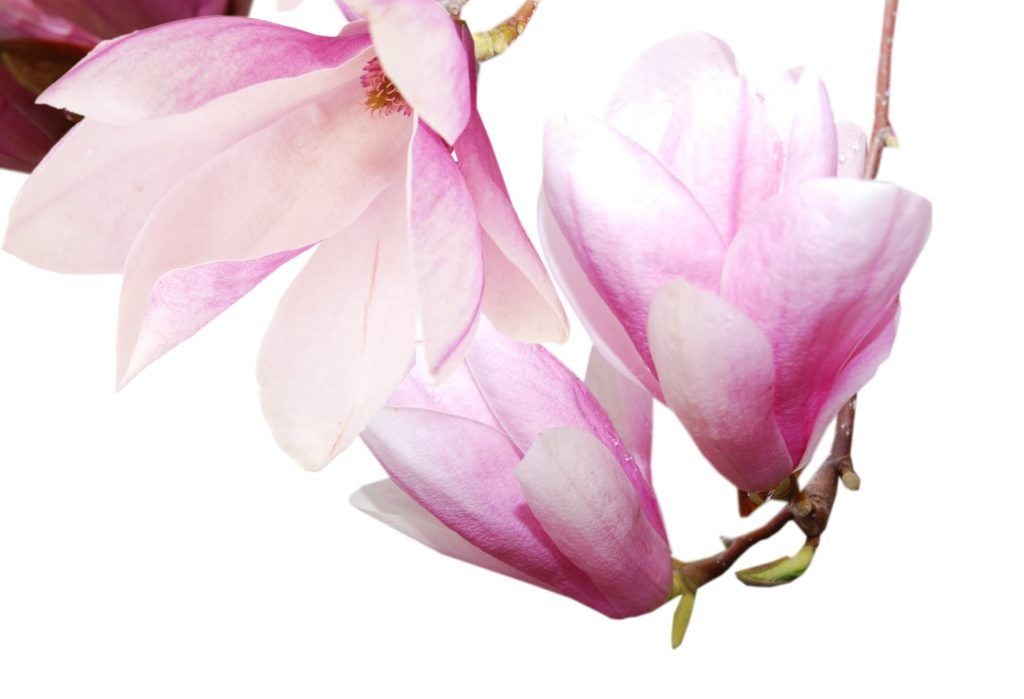 Foto: Shutterstock.com