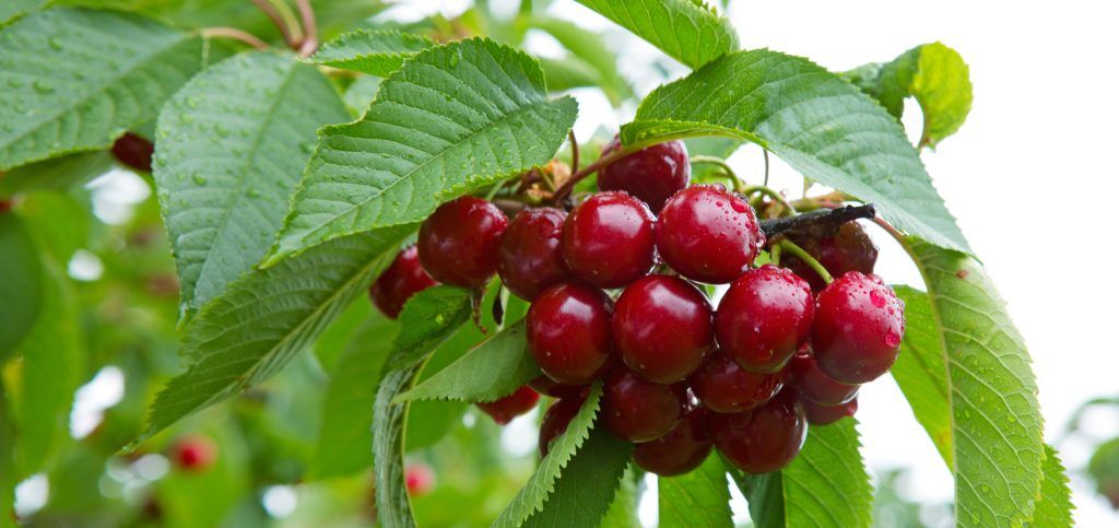 Foto: Shutterstock.com