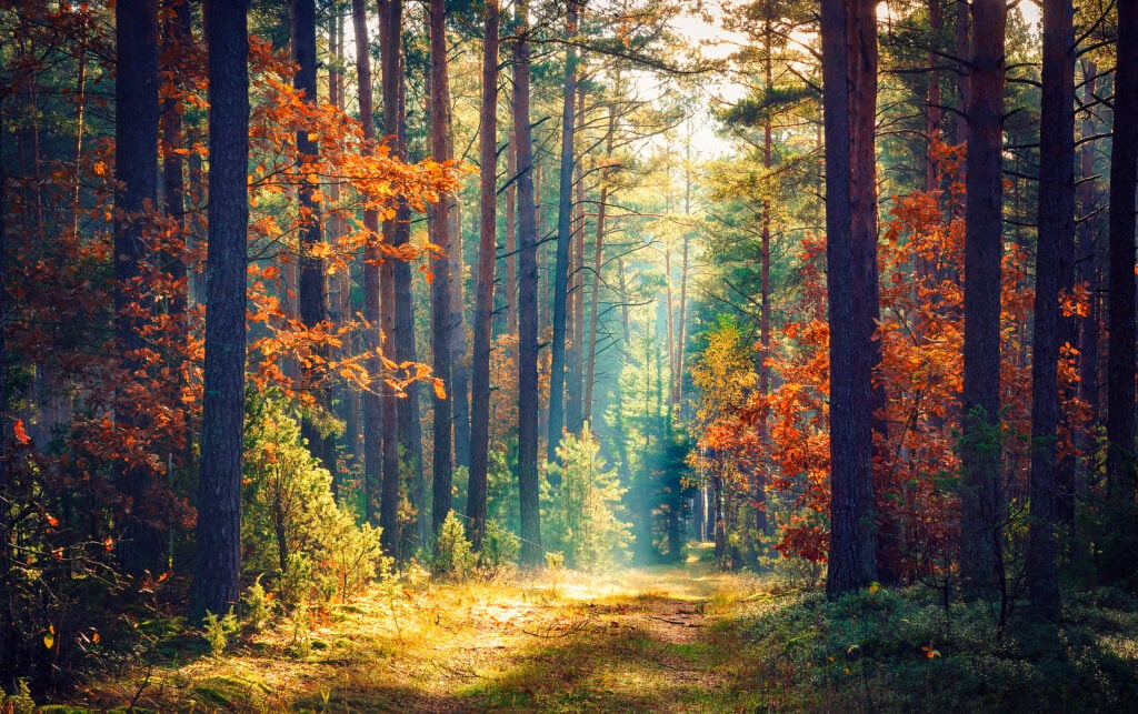 Foto: Shutterstock.com