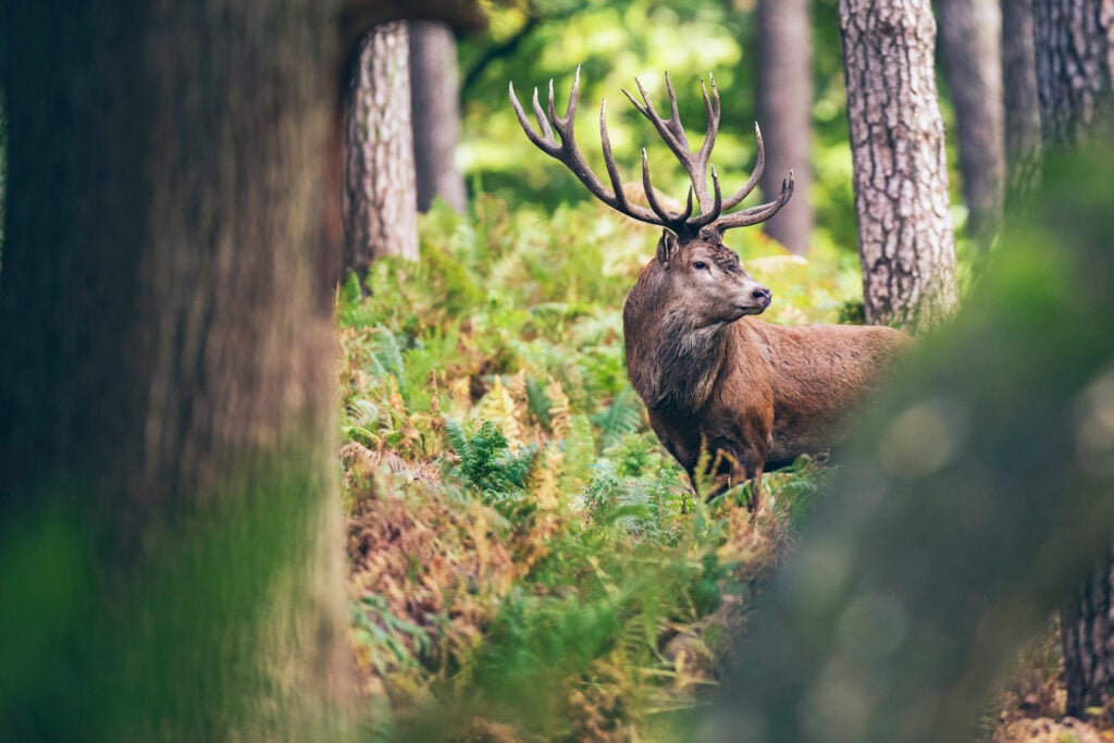 Foto: Shutterstock.com