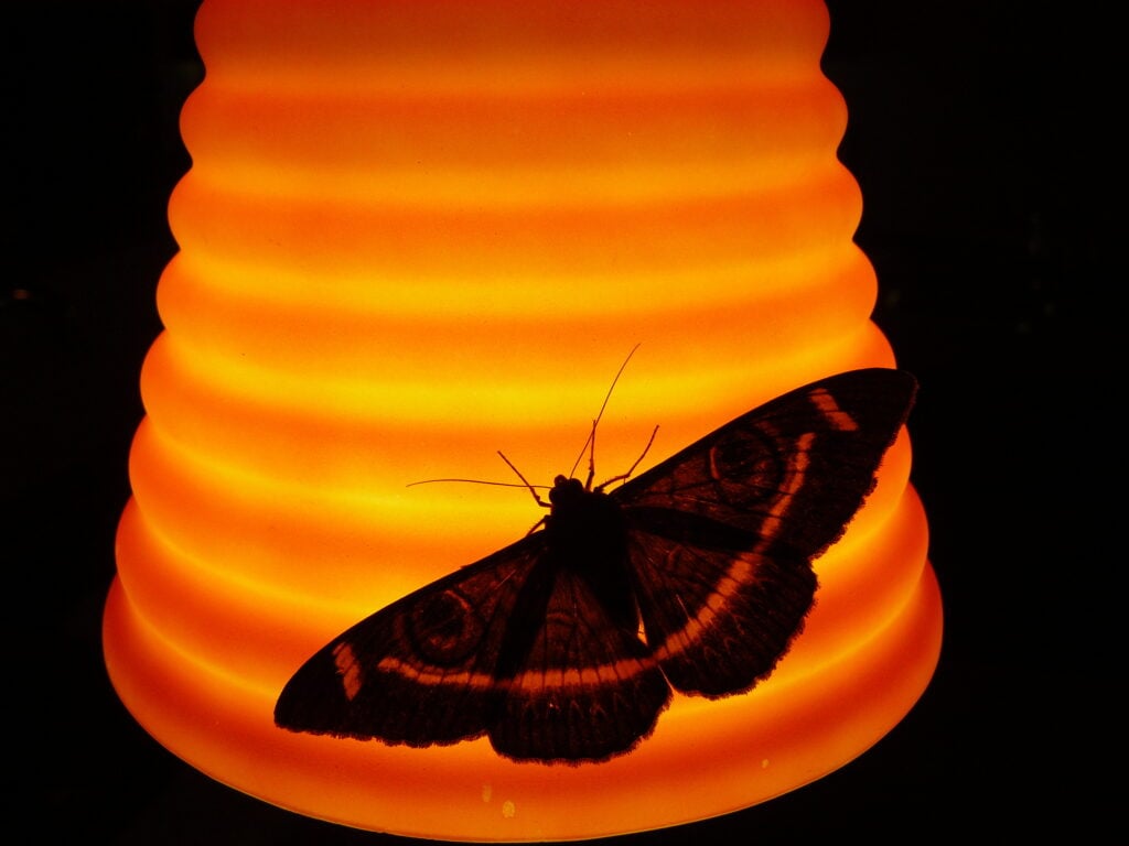 Foto: Shutterstock.com