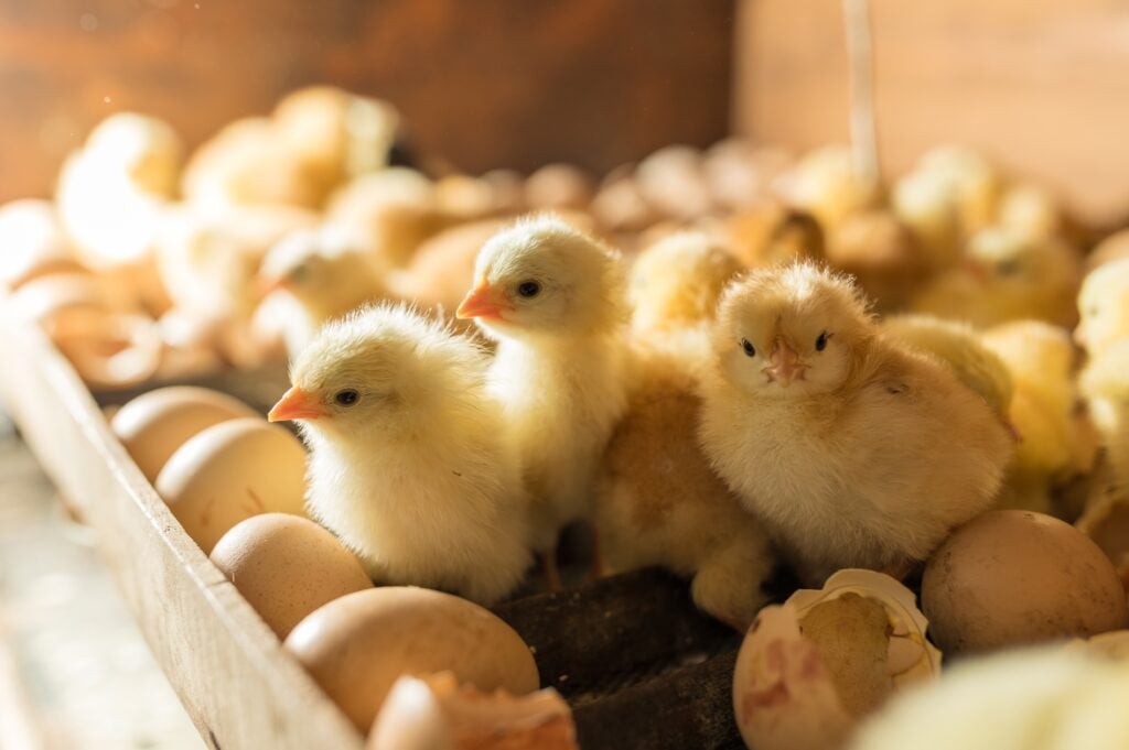 Foto: Shutterstock.com