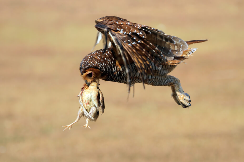 Foto: Shutterstock.com