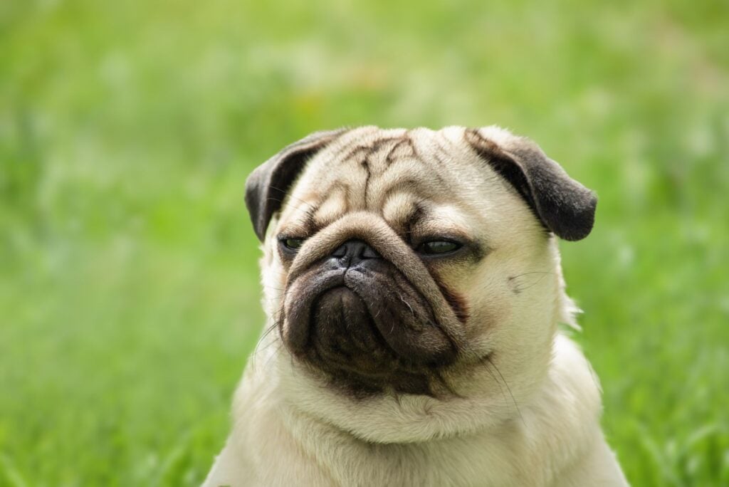Foto: Shutterstock.com